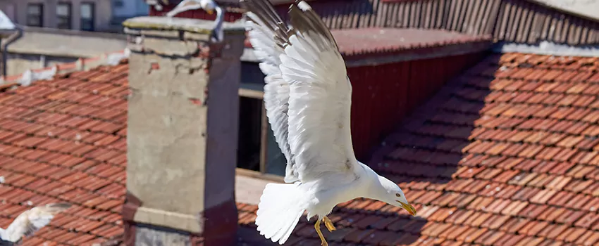 Residential Chimney Animal Removal Solution in Ives Estates, FL