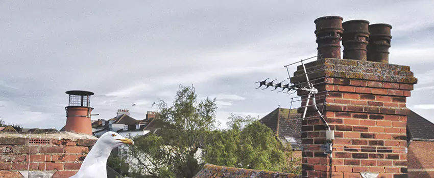 Chimney Cleaning And Restoration in Ives Estates, Florida